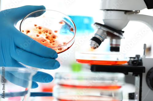 Fotografija Scientist hand wearing protective glove holding petri dish
