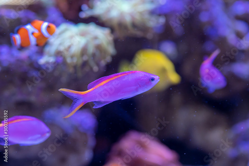 Yellowstriped fairy basslet (Pseudanthias tuka) in reef aquarium photo