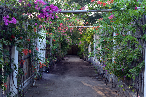 Fototapeta Naklejka Na Ścianę i Meble -  Colorful summer flowers along the street in Lembongan Island, Indonesia