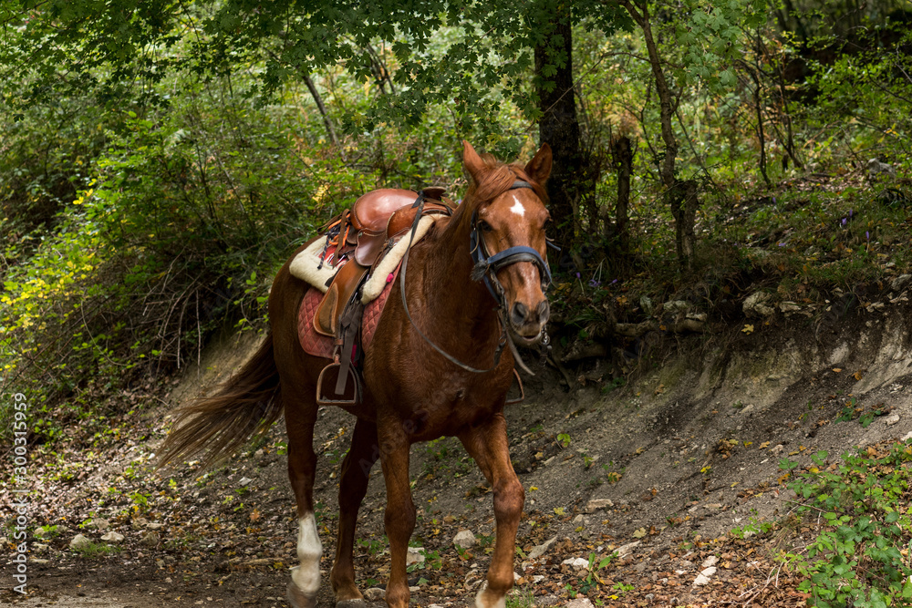 Nice brown horse with its chair strolling through the forest