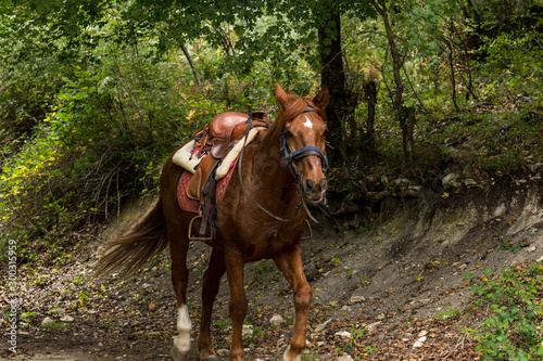 Nice brown horse with its chair strolling through the forest © jon
