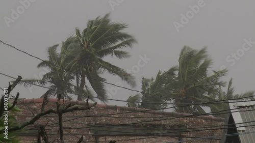 Palm Trees Thrash In Strong Wind As Hurricane Hits - Megi photo