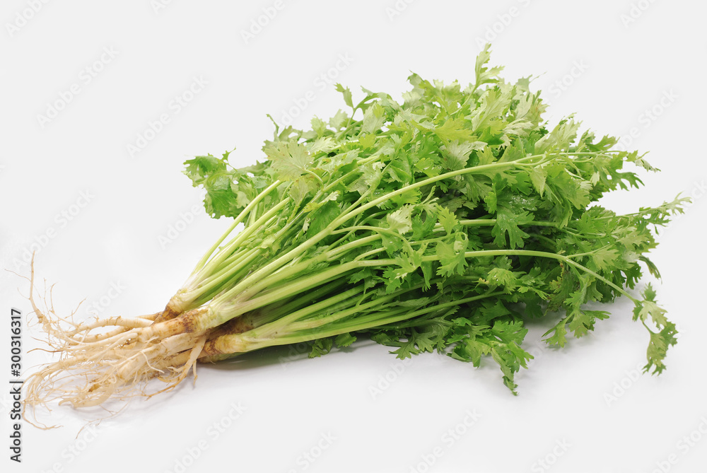 Coriander leaf isolated on white background Coriander leaf isolated on white background