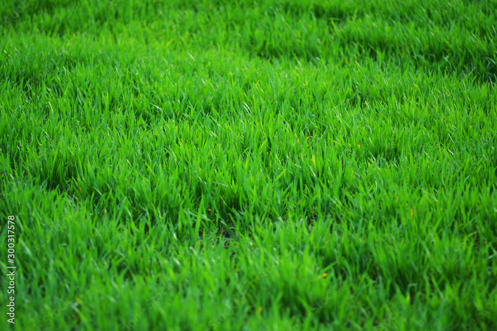 Dense green grass close-up landscape