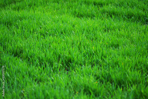 Dense green grass close-up landscape
