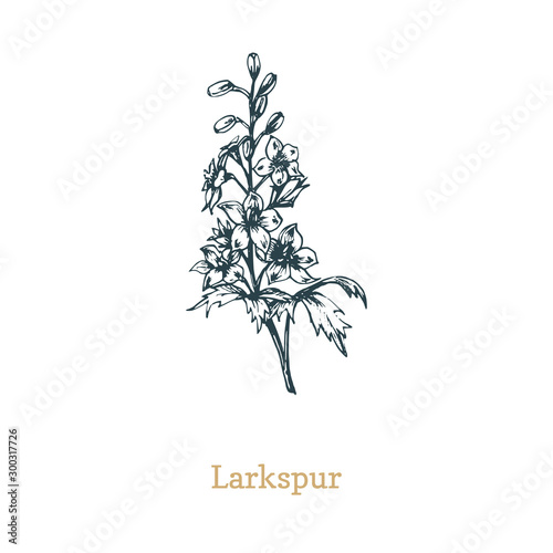 Delphinium vector illustration. Hand drawn sketch of Larkspur wild flower in engraving style. Botanical plant isolated.