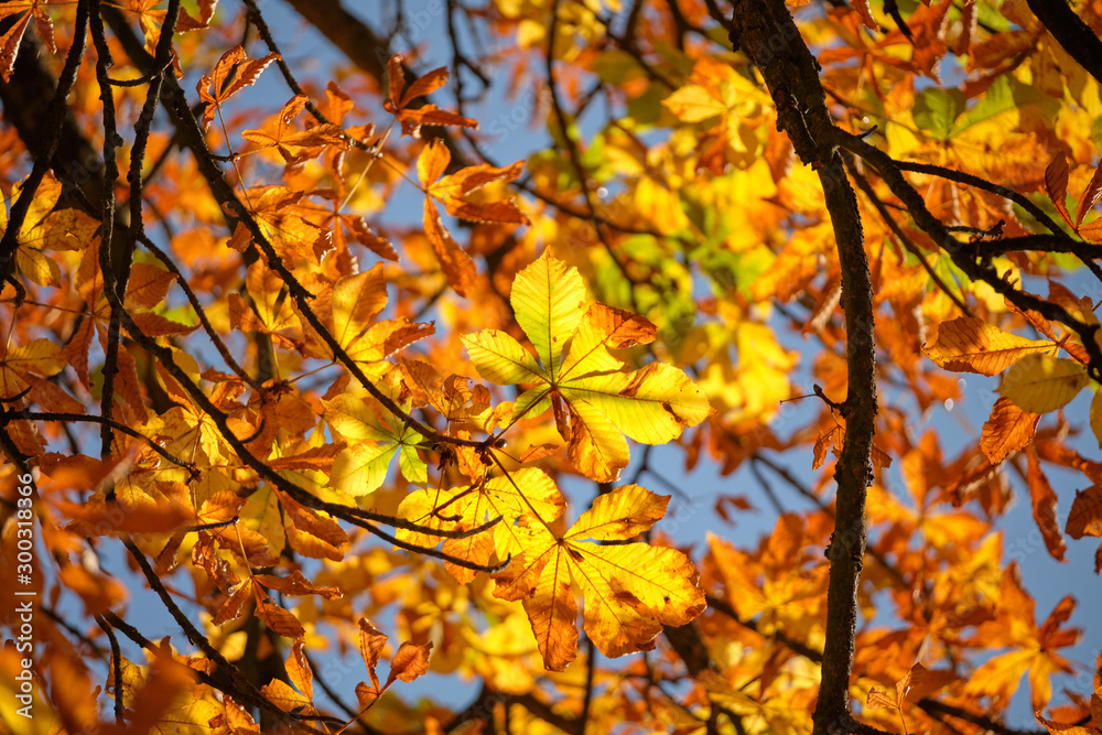 Bright autumnal background with colorful leaves of a chestnut tree seen from below against the blue sky on a beautiful sunny autumn day in October in Germany Bright autumnal background with colorful leaves of a chestnut tree seen from below against the blue sky on a beautiful sunny autumn day in October in Germany