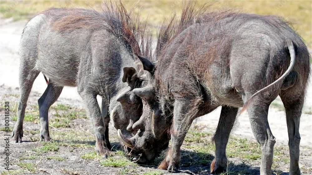 Two warthogs that fight for the territory in the African savannah, a