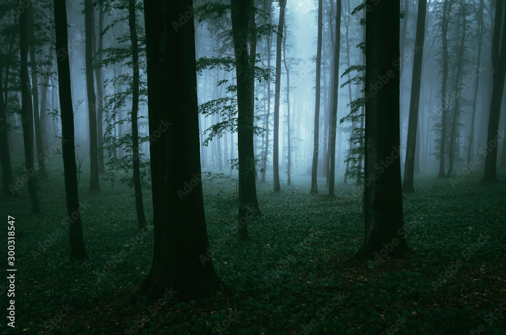 mysterious light in dark woods, fantasy landscape