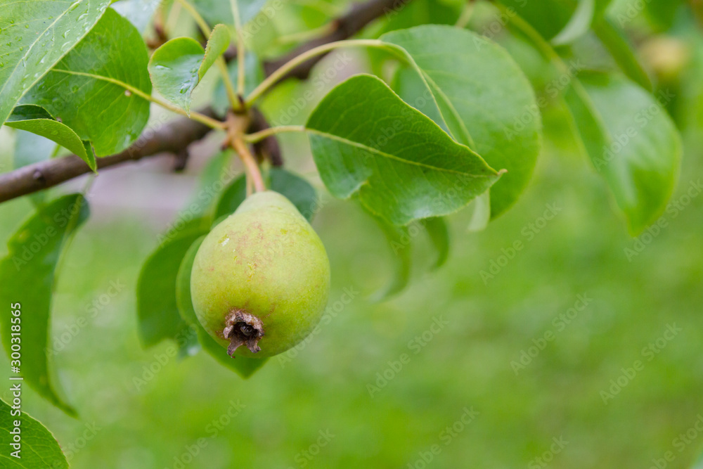 Pear fruits hang and ripen on the tree in summer Pear fruits hang and ripen on the tree in summer