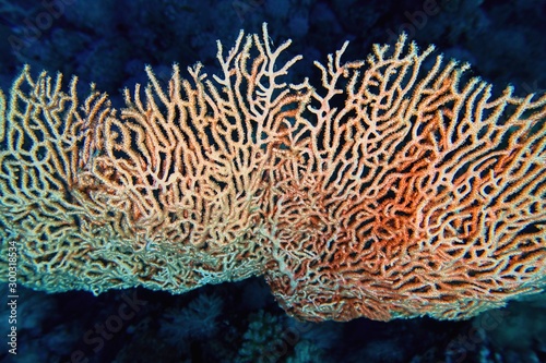 Organic texture of Pink Sea Fan or Gorgonia coral (Annella mollis)
