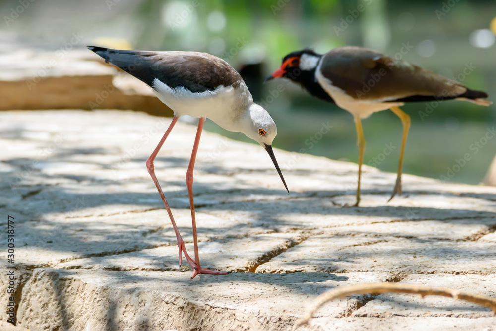 Obraz premium Black-winged stilt standing on the ground , Thailand