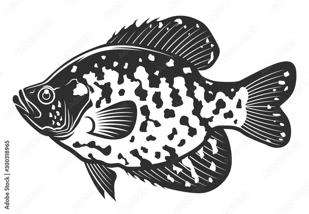 Black crappie fish. Freshwater fish isolated on white background