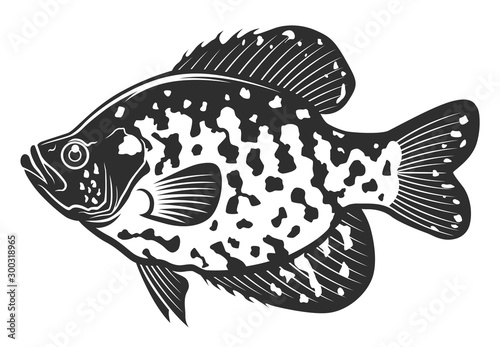 Black crappie fish. Freshwater fish isolated on white background. Monochrome illustration.