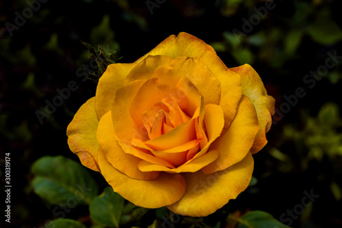 Fresh   beautiful yellow rose in garden