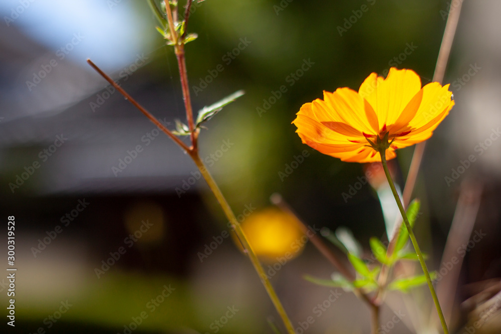 道端の緑と花 Stock Photo Adobe Stock 道端の緑と花 Stock Photo Adobe Stock