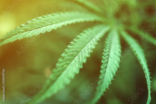 Cannabis sativa leaf close up