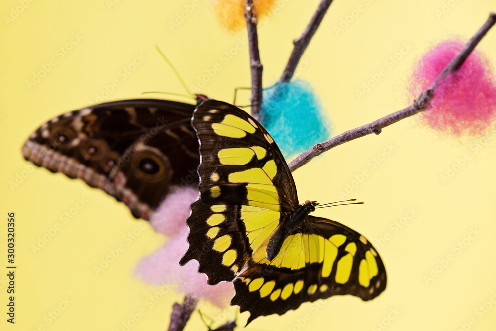 Obraz premium Tropical butterflies over yellow