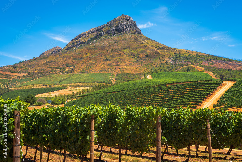 Vineyard in Stellenbosch Region