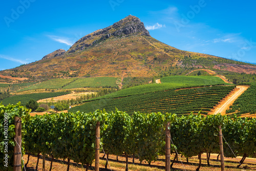 Vineyard in Stellenbosch Region photo