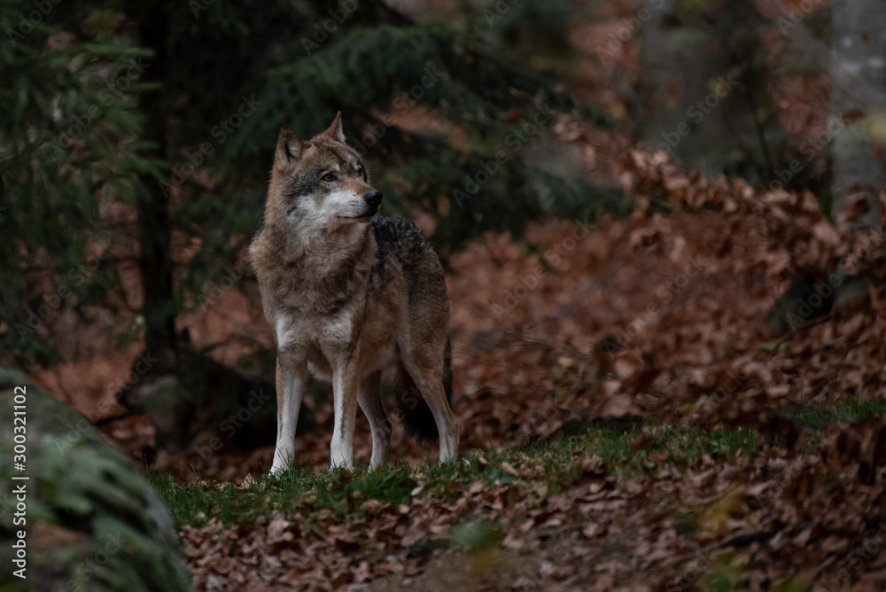 Wolf is standing in Bayerischer Wald National Park, Germany Wolf is standing in Bayerischer Wald National Park, Germany
