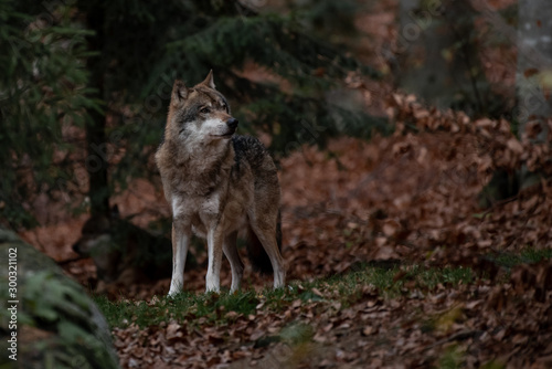 Wolf is standing in Bayerischer Wald National Park, Germany