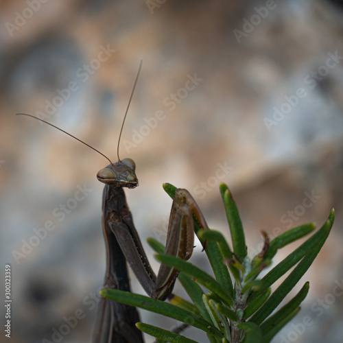 Praying mantis resting in Rosemary leaves