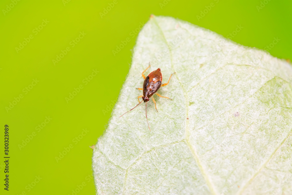 stinkbug on plant