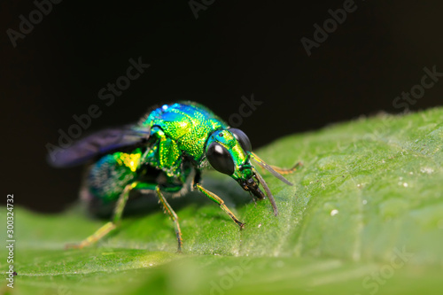 Chrysis shanghaiensis on green leaves © YuanGeng