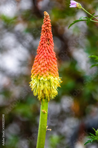 Beautiful red hot poker plant in the Finnish countryside during Summer.