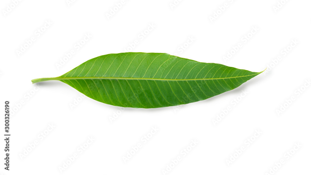 Obraz premium Mango leaf isolated on white background with clipping path