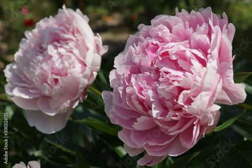 peonia