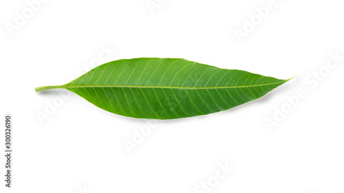 Mango leaf isolated on white background with clipping path