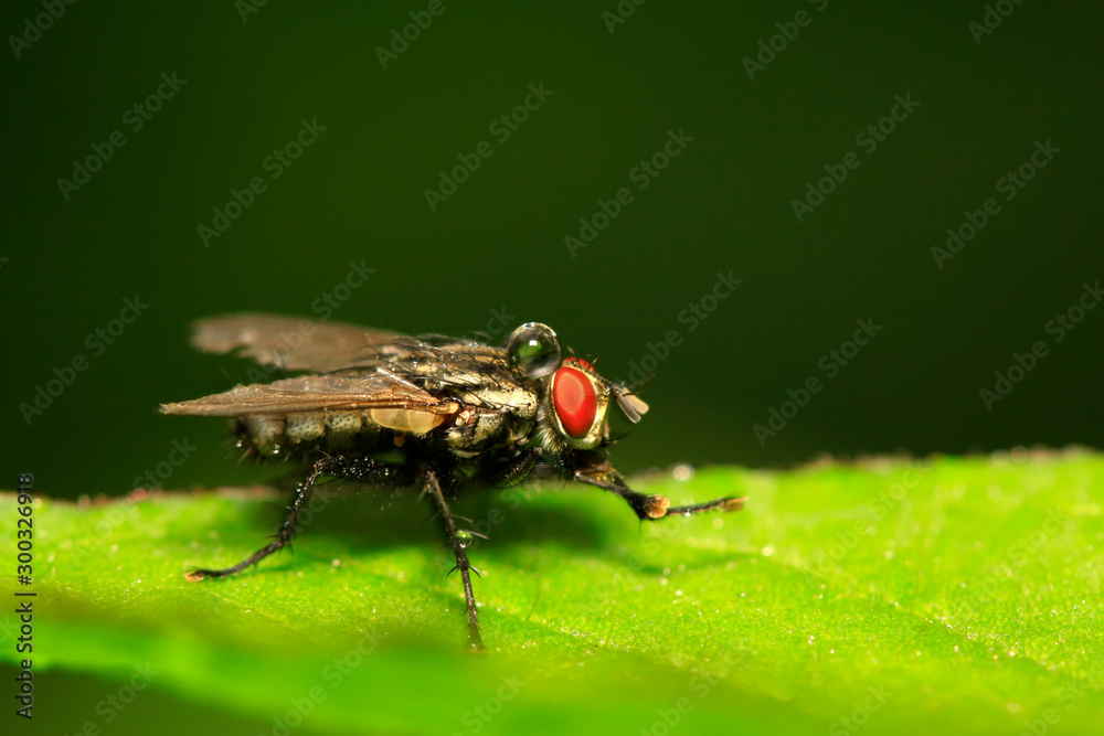 Tachinidae on plant