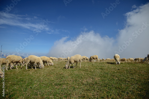 Herd of sheep grazing on the plateau of Monte Baldo above Lake Garda (Lago di Garda or Lago Benaco), Malcesine, Lombardy, Italy.