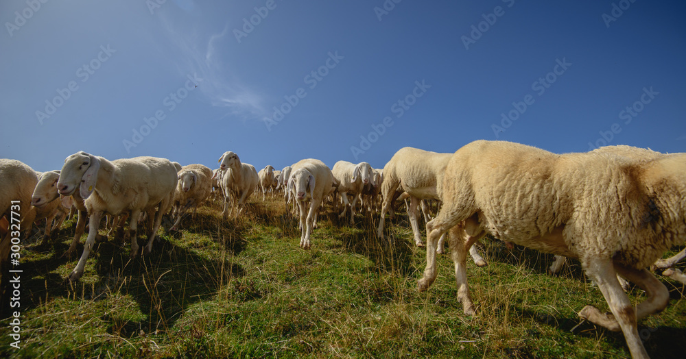 Herd of sheep grazing on the plateau of Monte Baldo above Lake Garda (Lago di Garda or Lago Benaco), Malcesine, Lombardy, Italy. Herd of sheep grazing on the plateau of Monte Baldo above Lake Garda (Lago di Garda or Lago Benaco), Malcesine, Lombardy, Italy.