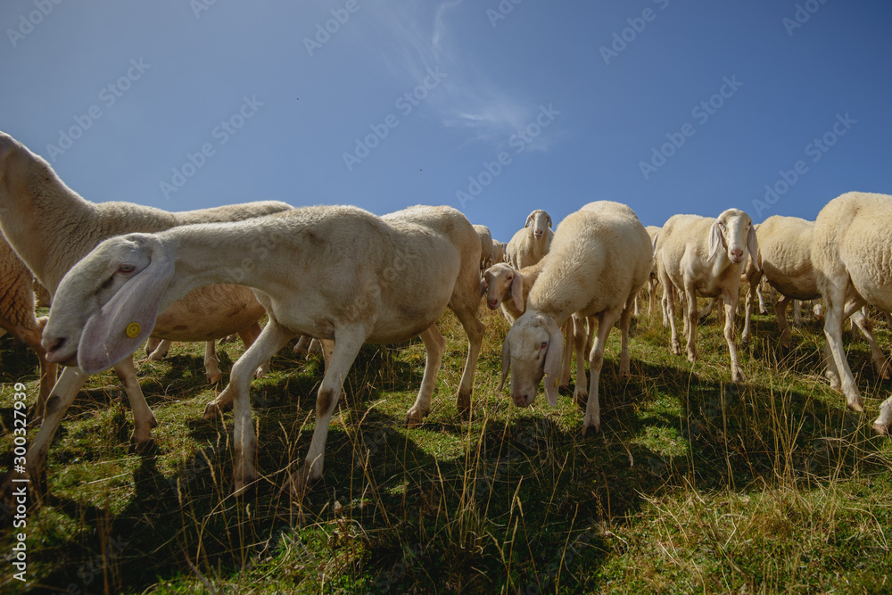 Fototapeta premium Herd of sheep grazing on the plateau of Monte Baldo above Lake Garda (Lago di Garda or Lago Benaco), Malcesine, Lombardy, Italy.