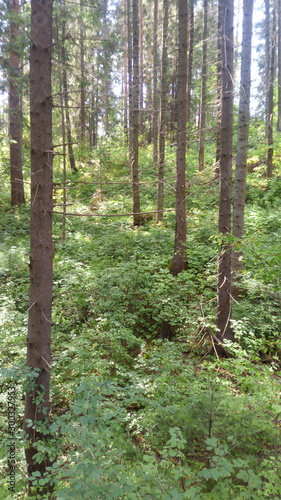  plants and nature