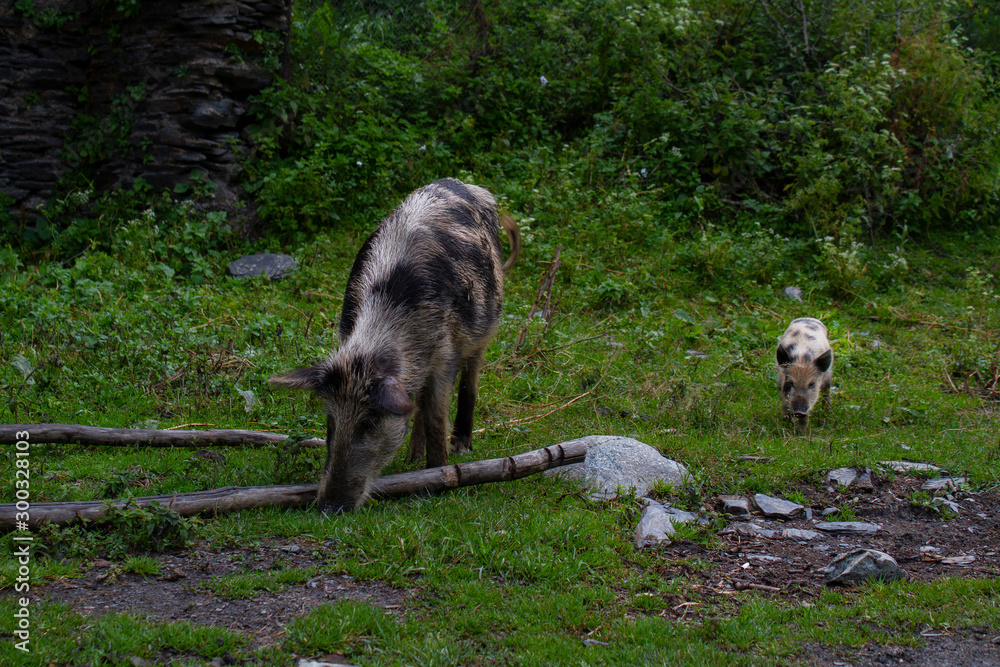 Pig and piglet graze on the road. Svaneti, Georgia Pig and piglet graze on the road. Svaneti, Georgia