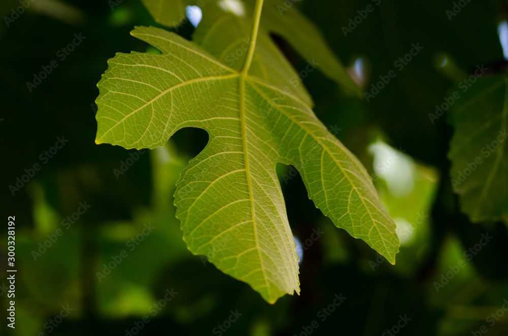 green leaf of figs on a branch