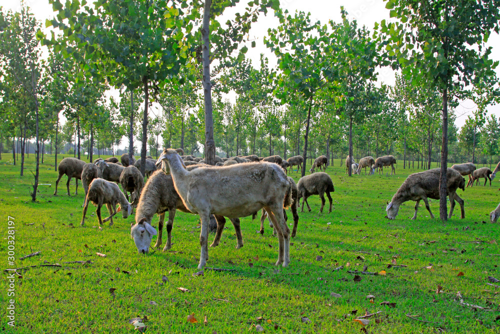 Fototapeta premium sheep in the forest