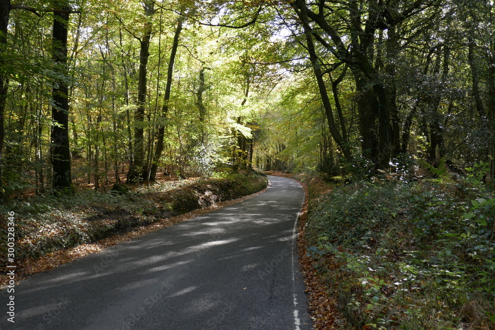 Fototapeta premium autumn walk