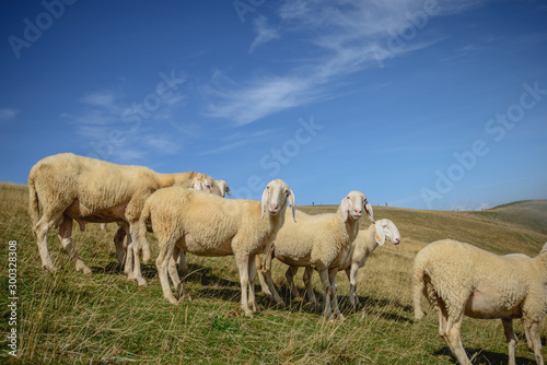 Fototapeta Naklejka Na Ścianę i Meble -  Herd of sheep grazing on the plateau of Monte Baldo above Lake Garda (Lago di Garda or Lago Benaco), Malcesine, Lombardy, Italy.