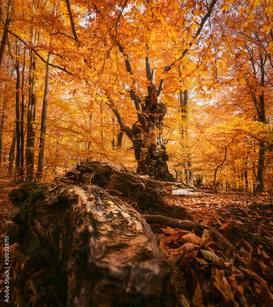 Beautiful beech forest with a fallen tree in the foreground. Amazing fall scenery. Background for travel materials