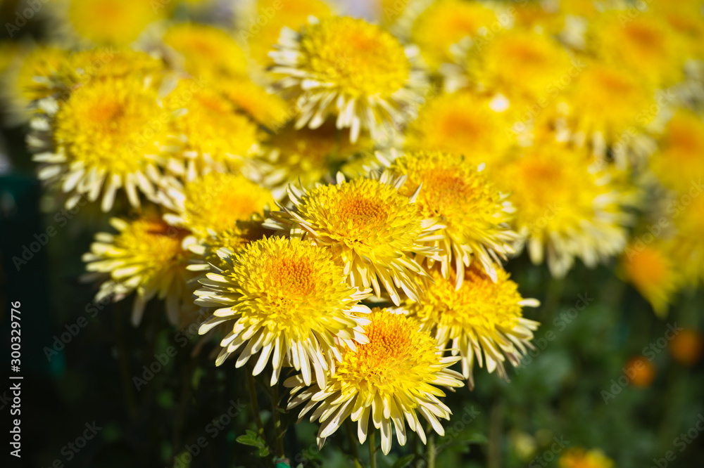 Beautiful Chrysanthemums in garden. Flowers as background picture. Chrysanthemum wallpaper. Japanese style. Autumn garden of chrysanthemums. Beautiful Chrysanthemums in garden. Flowers as background picture. Chrysanthemum wallpaper. Japanese style. Autumn garden of chrysanthemums.