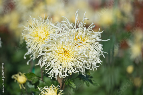 Beautiful Chrysanthemums in garden. Flowers as background picture. Chrysanthemum wallpaper. Japanese style. Autumn garden of chrysanthemums.