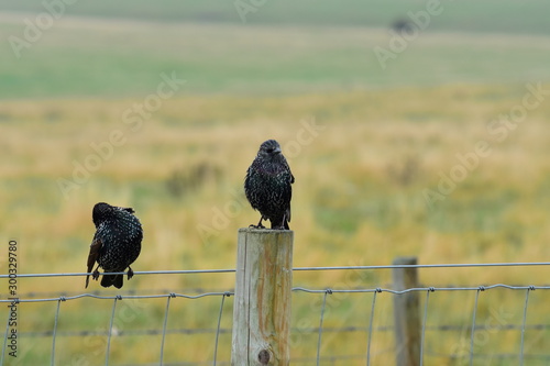 Birds
