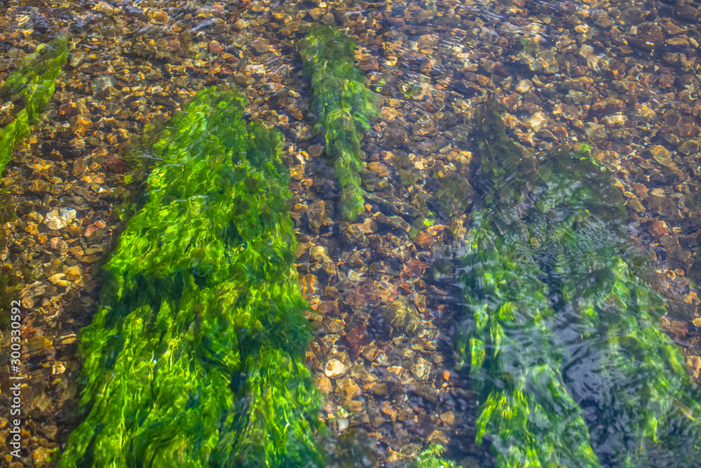 Detailed view of texture of green seaweed under river water