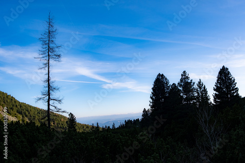 Panoramic view of the tatramountains and forest in Slovakia where there is a brilliant view of the forest, where such a queen stands a withered spruce whose silhouette stands out on a bright blue sky photo