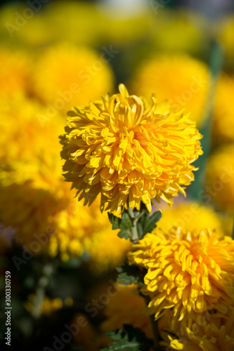 Beautiful Chrysanthemums in garden. Flowers as background picture. Chrysanthemum wallpaper. Japanese style. Autumn garden of chrysanthemums.